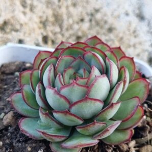 Echeveria Dream rose