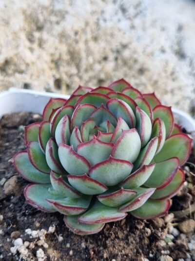 Echeveria Dream rose
