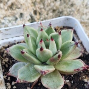 Echeveria Cuspidata x Ebony