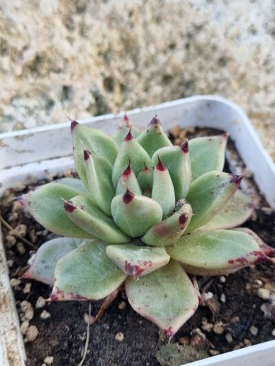 Echeveria Cuspidata x Ebony