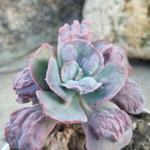 Echeveria Midway