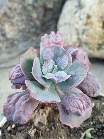 Echeveria Midway