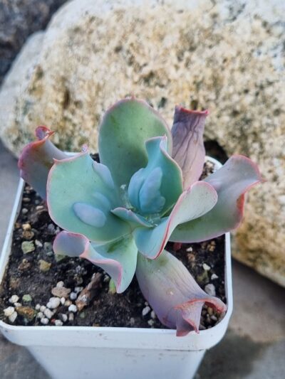 Echeveria Culibra - Зображення 2
