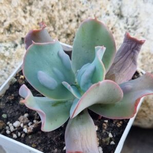 Echeveria Culibra