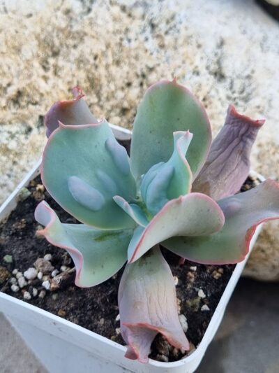Echeveria Culibra