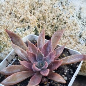 Echeveria Metallica hybrid