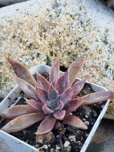 Echeveria Metallica hybrid