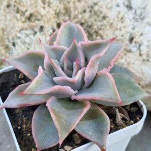 Echeveria Madiba