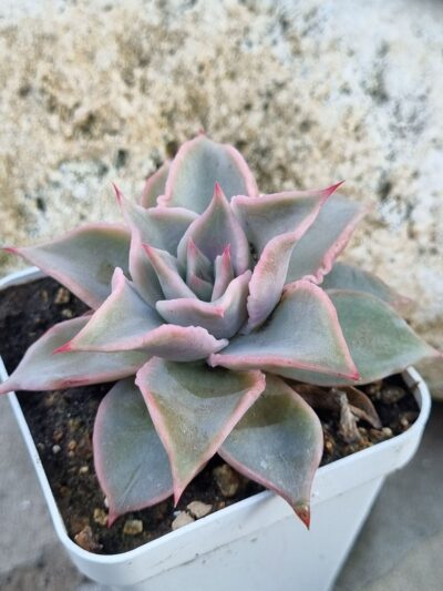 Echeveria Madiba