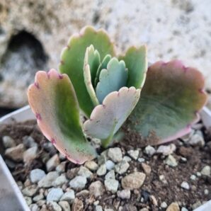 Kalanchoe Fedtschenkoi var