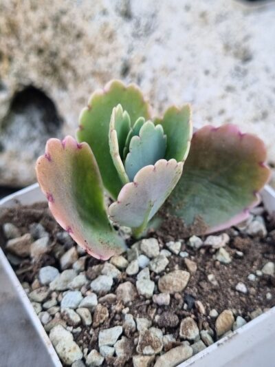 Kalanchoe Fedtschenkoi var