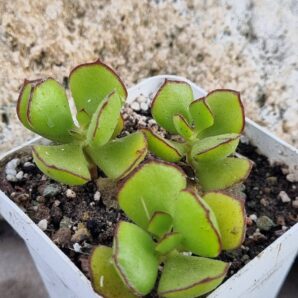 Cotyledon Eliseae