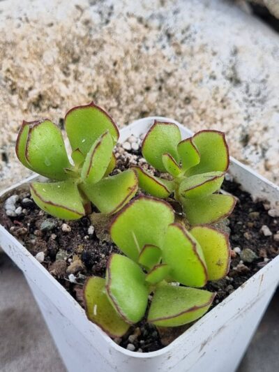 Cotyledon Eliseae