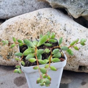 Cotyledon Papillaris Pixie Bean