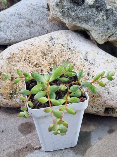 Cotyledon Papillaris Pixie Bean