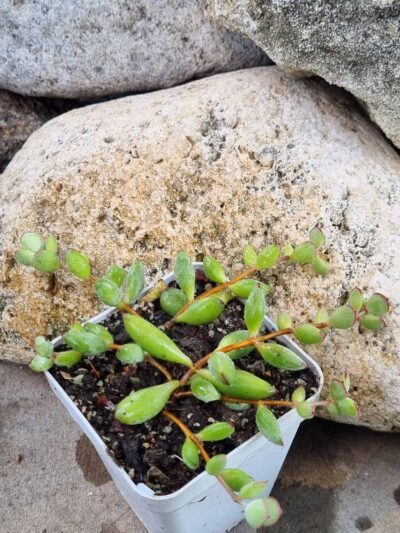 Cotyledon Papillaris Pixie Bean - Зображення 2