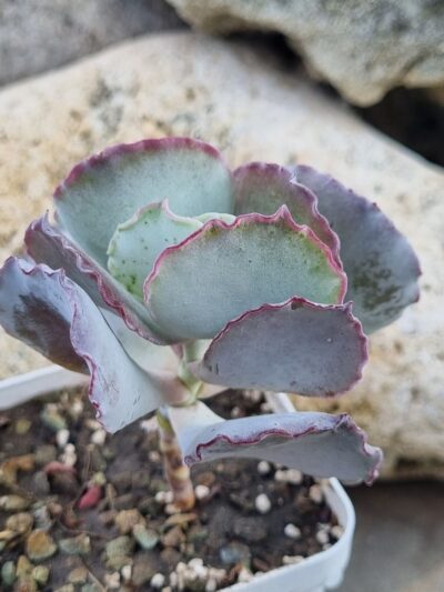 Cotyledon undulata cv Red