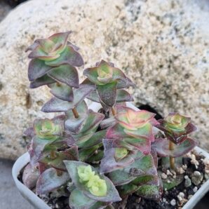 Crassula Perforata var