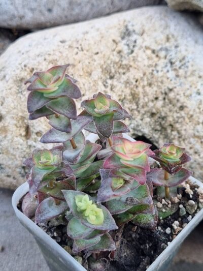 Crassula Perforata var