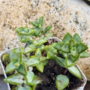 Crassula Perforata White Star