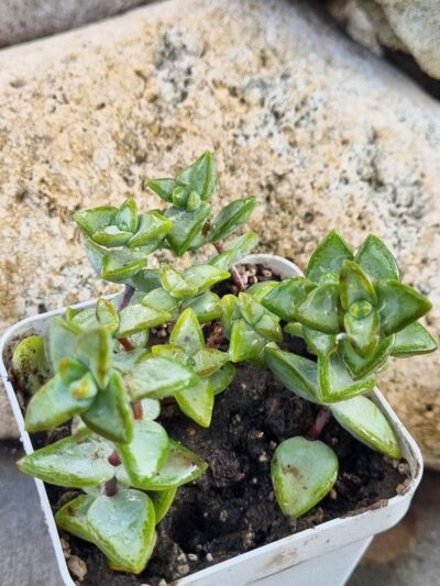 Crassula Perforata White Star