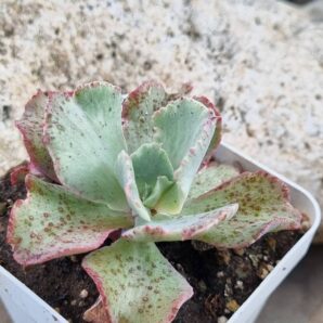 Echeveria Japan Moon River var