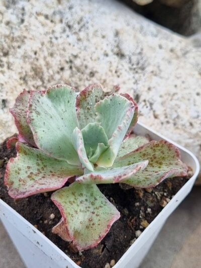 Echeveria Japan Moon River var