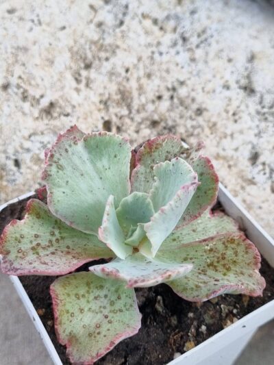 Echeveria Japan Moon River var - Зображення 2