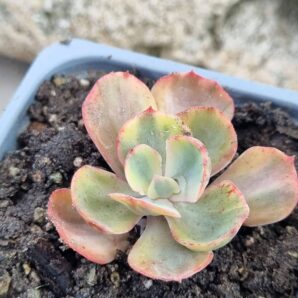 Echeveria Anfang var