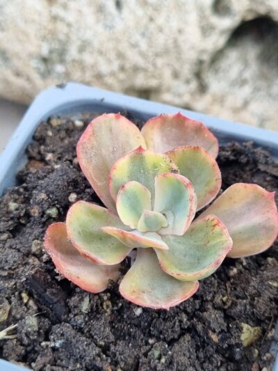 Echeveria Anfang var