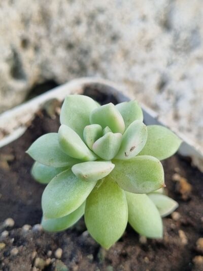 Echeveria Markus var