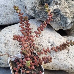 Sedum Stahlii