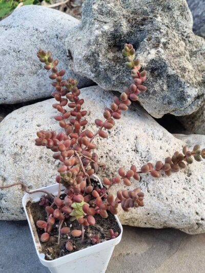 Sedum Stahlii
