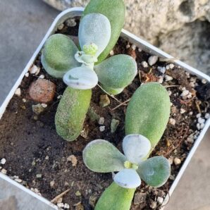 Cotyledon orbiculata Ping Pong Fo Niang 1 шт