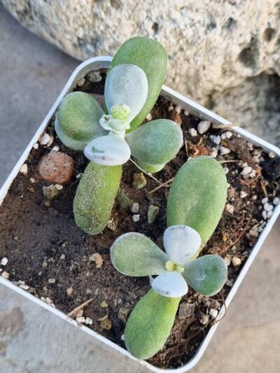 Cotyledon orbiculata Ping Pong Fo Niang 1 шт