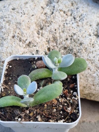 Cotyledon orbiculata Ping Pong Fo Niang 1 шт - Зображення 2