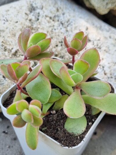 Crassula atropurpurea muirii variegata - Зображення 2