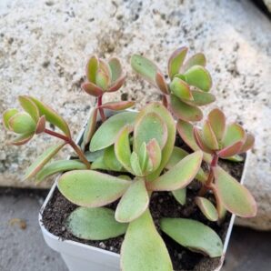 Crassula atropurpurea muirii variegata