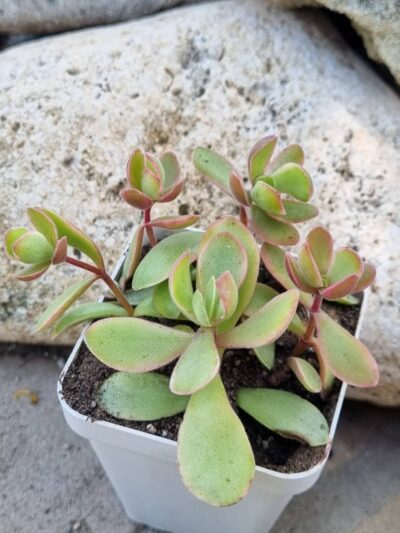 Crassula atropurpurea muirii variegata