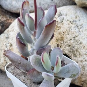 Cotyledon orbiculata Oophylla