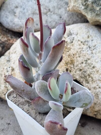 Cotyledon orbiculata Oophylla