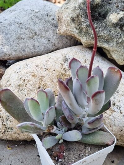 Cotyledon orbiculata Oophylla - Зображення 2