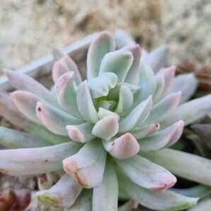 Pachyveria Scheideckeri var