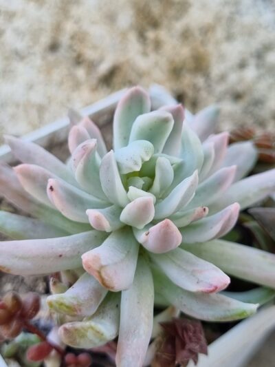 Pachyveria Scheideckeri var