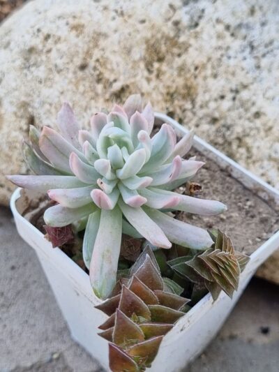 Pachyveria Scheideckeri var - Зображення 2
