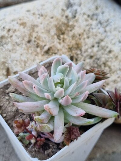 Pachyveria Scheideckeri var - Зображення 3