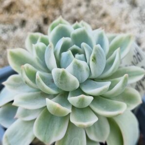 Echeveria Royal Chrisanthemum var