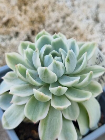 Echeveria Royal Chrisanthemum var