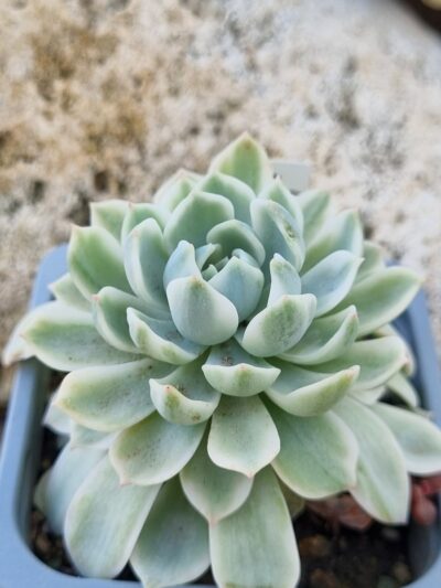 Echeveria Royal Chrisanthemum var - Зображення 2