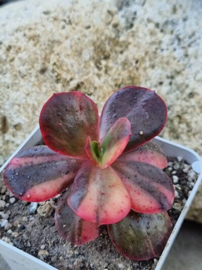 Echeveria Primadonna var - Зображення 3